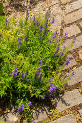 Baikal skullcap or Scutellaria Baicalensis plant in Zurich in Switzerland