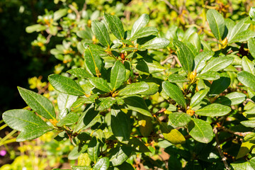 Rhododendron Forrestii Repens plant in Zurich in Switzerland