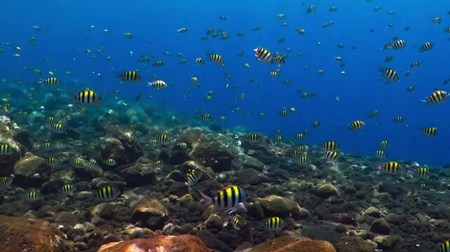 School of colorful tropical fish (Damselfish, Pomacentridae) on the coral reef. Underwater video from snorkeling with the marine life. Fish and corals in the blue ocean. Sea and aquatic life.