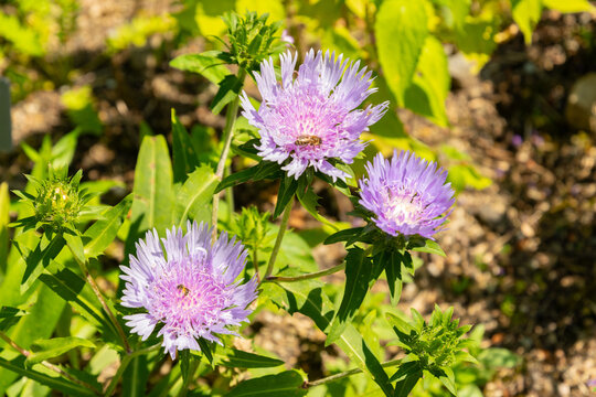 Stokes aster or Stokesia Laevis plant in Zurich in Switzerland
