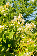Panicled hydrangea or Hydrangea Paniculata plant in Zurich in Switzerland
