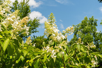 Panicled hydrangea or Hydrangea Paniculata plant in Zurich in Switzerland