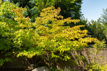 Chinese dogwood or Cornus Kousa plant in Zurich in Switzerland