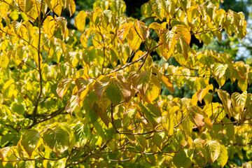 Chinese dogwood or Cornus Kousa plant in Zurich in Switzerland