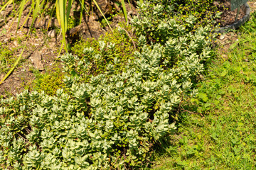 Veronica Allanii plant in Zurich in Switzerland