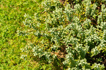 Veronica Allanii plant in Zurich in Switzerland