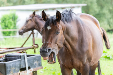 Pferde auf der Weide, Stute und Fohlen