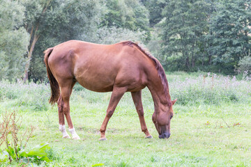 Fototapeta premium Pferde auf der Weide, Stute und Fohlen
