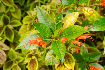 Gesneria Ventricosa plant in Zurich in Switzerland