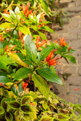 Gesneria Ventricosa plant in Zurich in Switzerland