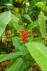 Parrots beak or Heliconia Psittacorum plant in Zurich in Switzerland