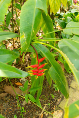 Parrots beak or Heliconia Psittacorum plant in Zurich in Switzerland