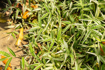 Basket grass or Oplismenus Hirtellus plant in Zurich in Switzerland