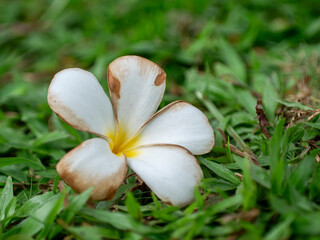 Photo of beautiful white flowers, flowers that live around the lake