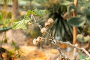 Senecio Praecox plant in Zurich in Switzerland