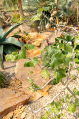 Senecio Praecox plant in Zurich in Switzerland