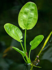 Photo of a leaf with a distinctive, detailed, curved leaf texture