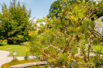 One sided bottlebrush or Calothamnus Quadrifidus plant in Zurich in Switzerland