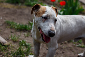 Portrait of a Jack Russell Terrier in the yard of a house.