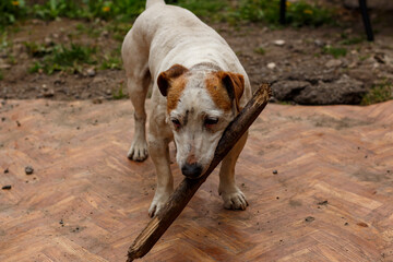 Portrait of a Jack Russell Terrier in the yard of a house.