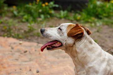 Portrait of a Jack Russell Terrier in the yard of a house.