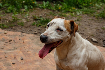 Portrait of a Jack Russell Terrier in the yard of a house.