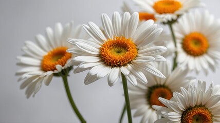 White background with daisy flowers.