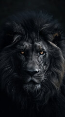 Fototapeta premium portrait of a lion