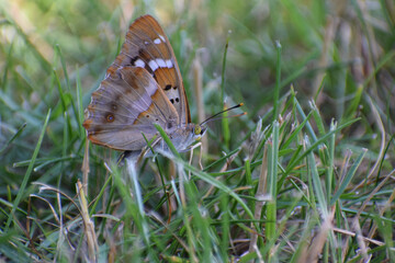 butterfly on grass