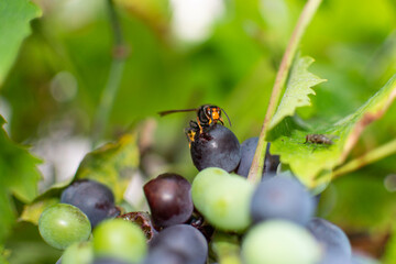 hornet on a grape