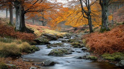 A tranquil stream running through a vibrant autumn forest in the Lake District, England, with open space for copy