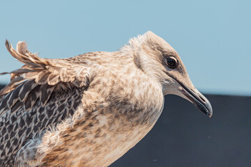 A close-up of a seagull chick perched on a roof in Istanbul, showcasing its fluffy feathers against the blue sky. © EdNurg