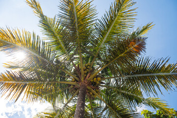 close up of coconut tree with bright blue sky and white background.