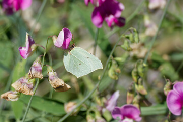 Common brimstone butterfly (Gonepteryx rhamni) sitting on a pink flower in Zurich, Switzerland