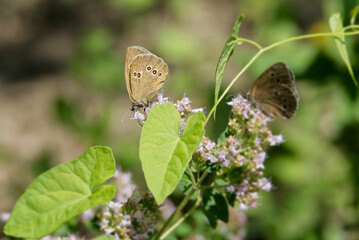 Ringlet (Aphantopus hyperantus) butterfly sitting on a pink flower in Zurich, Switzerland