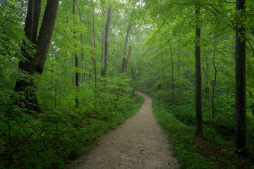 Obraz premium Gravel path trail through misty bright green forest woodland. Indiana. Midwest. State Park. Landscape.