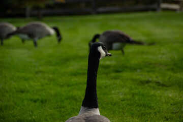 Canada Goose Jasper Canada