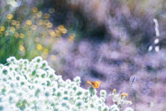 Butterfly on flowers in hazy sunlight