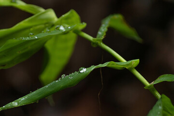 hoja, gota