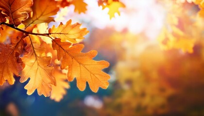 Fototapeta premium Autumn oak leaves on a tree with a blurred background of a sunny sky, showcasing the vibrant colors of fall against a bright, clear backdrop.