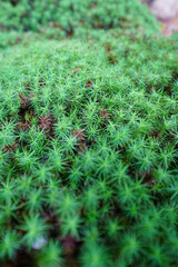 寺院の庭を覆う緑の苔