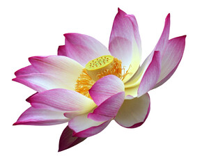 Pink, white and yellow lotus flower blossom, isolated image on transparent background
