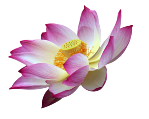 Pink, white and yellow lotus flower blossom, isolated image on transparent background