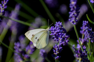 butterfly on a flower