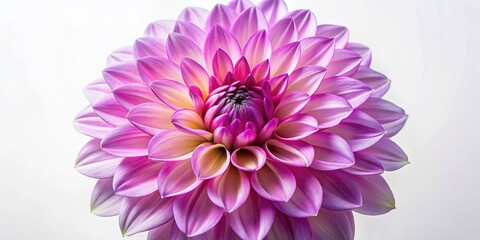 Obraz premium A vibrant, oversized dahlia bloom in shades of pink and purple dominates a minimalist white background, its delicate petals and robust center forming a striking icon.