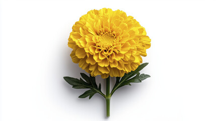 Bright yellow marigold flower with lush green leaves, symbolizing joy and warmth.