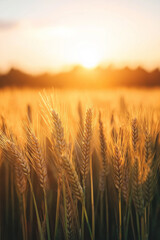 Obraz premium Wheat plant ready to harvest on a wheat farm in the morning.