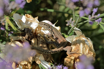 Lézard