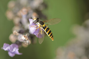 insecte pollinisateur - Syrphe