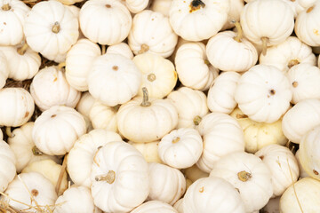 white pumpkins background, chest full of small pumpkins at patch at farm